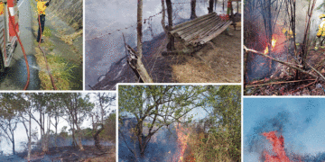 Incendios forestales van en aumento