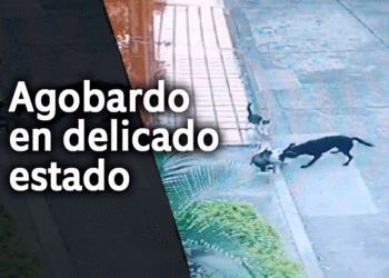No es una simple pelea de perros y gatos; agobardo en delicado estado