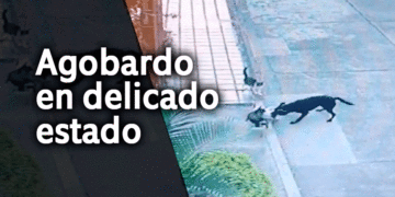 No es una simple pelea de perros y gatos; agobardo en delicado estado