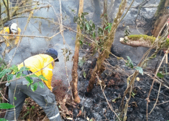 Declararían calamidad pública ante el incremento de los incendios en el Valle del Cauca