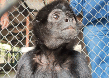 El mono araña en vía de extinción; mitos urbanos atribuyen poderes curativos en su carne