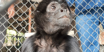 El mono araña en vía de extinción; mitos urbanos atribuyen poderes curativos en su carne