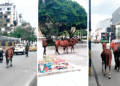Caballeriza urbana; los caballos siguen de paseo por la ciudad