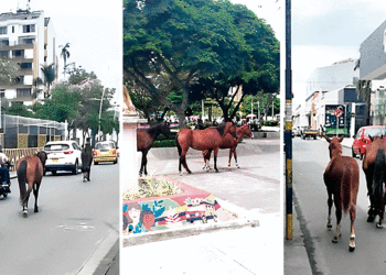 Caballeriza urbana; los caballos siguen de paseo por la ciudad