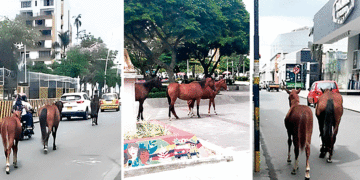 Caballeriza urbana; los caballos siguen de paseo por la ciudad