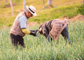 Nueva línea de crédito rural; los campesinos podrán acceder a los beneficios que otorga el Gobierno