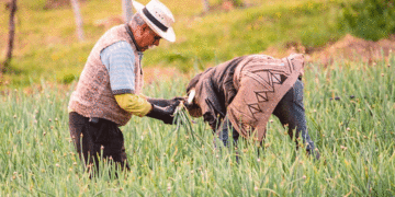 Nueva línea de crédito rural; los campesinos podrán acceder a los beneficios que otorga el Gobierno