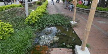 Peligro en tiempos del dengue en el parque lineal Céspedes