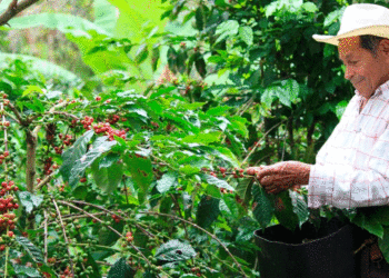 Recursos para fortalecer el sector cafetero del país; el gobierno destinará más de 35 mil millones de pesos