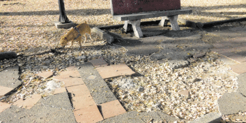 Qué pasa con el civismo en el Popular