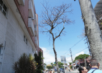 Un árbol seco amenaza a transeúntes y usuarios de la clínica San Francisco