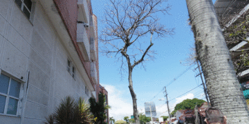 Un árbol seco amenaza a transeúntes y usuarios de la clínica San Francisco