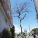Un árbol seco amenaza a transeúntes y usuarios de la clínica San Francisco