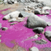 El río Tuluá se tiñó de rojo