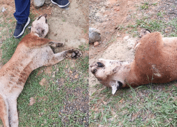 A puma hallada muerta en el municipio de Yotoco, Valle, la atacaron a tiros