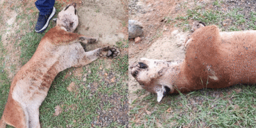 A puma hallada muerta en el municipio de Yotoco, Valle, la atacaron a tiros