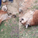A puma hallada muerta en el municipio de Yotoco, Valle, la atacaron a tiros