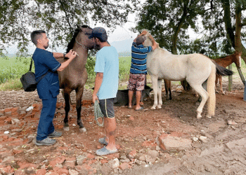 Previniendo la encefalitis equina en Buga