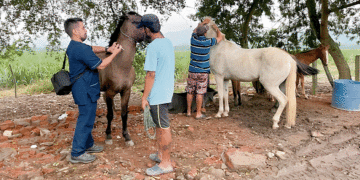 Previniendo la encefalitis equina en Buga