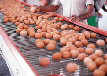 Fortalecerán sector avicultor en Colombia; el valle del cauca figura entre los departamentos más beneficiados