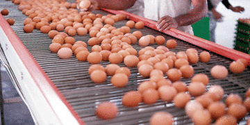 Fortalecerán sector avicultor en Colombia; el valle del cauca figura entre los departamentos más beneficiados