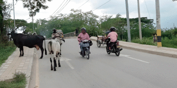 La mala educación vial sigue en aumento en la zona urbana de Tuluá