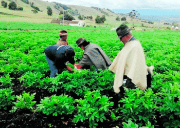 Anuncia el gobierno del presidente de Gustavo Petro para la vigencia 2024