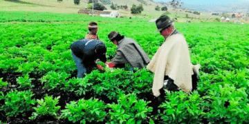 Anuncia el gobierno del presidente de Gustavo Petro para la vigencia 2024