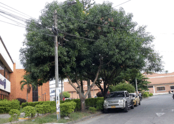 Parques y zonas verdes de algunos barrios de Tuluá presentan dificultades en los árboles frondosos que amenazan las redes