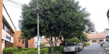Parques y zonas verdes de algunos barrios de Tuluá presentan dificultades en los árboles frondosos que amenazan las redes