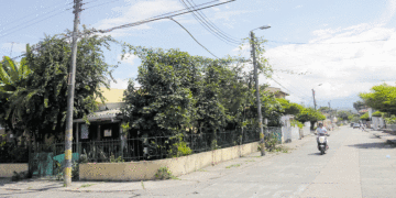 ¡Increíble! la maracuyá, fruta de la pasión, se apodera de las redes