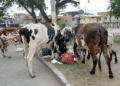 Ahora los recuperadores del medio ambiente son las vacas