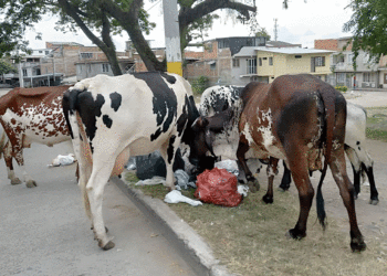 Ahora los recuperadores del medio ambiente son las vacas