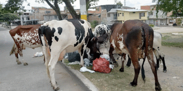 Ahora los recuperadores del medio ambiente son las vacas