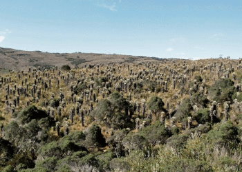 Fortalecen zonas de reserva; en Tuluá hay una en proceso hace varios años