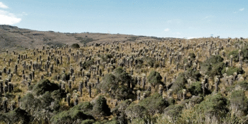 Fortalecen zonas de reserva; en Tuluá hay una en proceso hace varios años