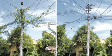 La fruta de la pasión no crecerá más