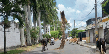 Urge mantenimiento árboreo; una tarea para que la inicie la SEDAMA.