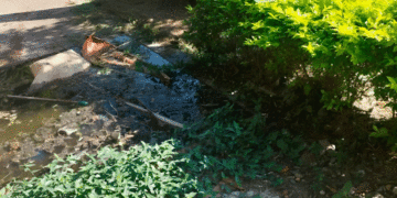 Un mal olor en la biblioteca; el hueco que adorna uno de los andenes del parque lineal Céspedes