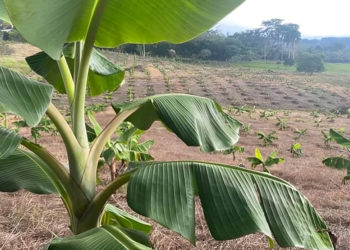 El Ministerio de Agricultura presentó el nuevo paquete de ayudas