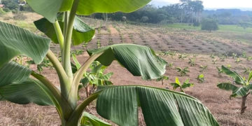 El Ministerio de Agricultura presentó el nuevo paquete de ayudas