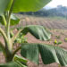 El Ministerio de Agricultura presentó el nuevo paquete de ayudas