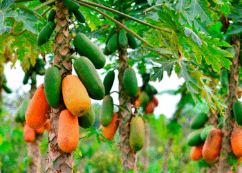Atentos con El Niño; el llamadoes a los productores agrícolasdel Valle del Cauca