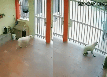 Exsargento del Ejército mató a una perrita con arma de fuego