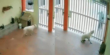 Exsargento del Ejército mató a una perrita con arma de fuego