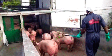 Policía recuperó más de 60 cerdos hurtados en Riofrío