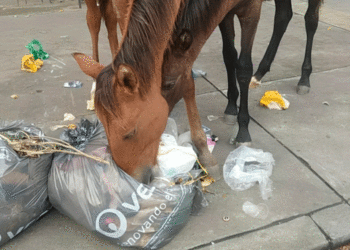 Tema de nunca acabar