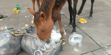 Tema de nunca acabar