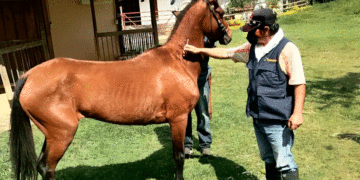 Continúan jornadas de salud animal en Riofrío