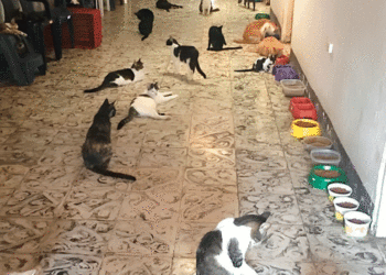 Cerca de 30 gatos serán sacrificados; S.O.S. por los animalitos de doña Eliza